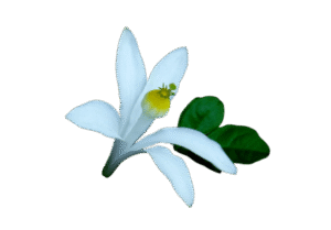 Goanese Ipecac