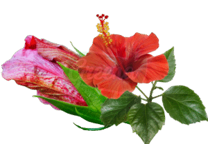 Hibiscus leaves and buds
